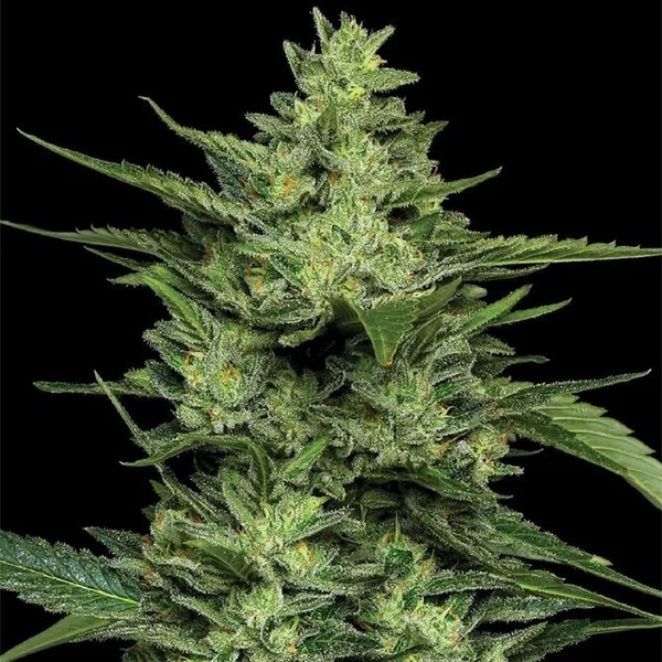 Limez (Humboldt Seed Company) Feminiserade