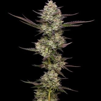 Puff Pastry (Humboldt Seed Company) Feminiserade