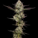 Puff Pastry (Humboldt Seed Company) Feminiserade