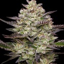 Puff Pastry (Humboldt Seed Company) Feminiserade