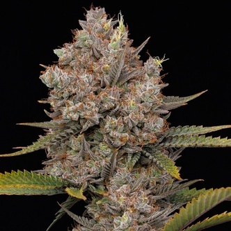 Hella Jelly Autoflower (Humboldt Seed Company) feminiserade