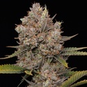 Hella Jelly Autoflower (Humboldt Seed Company) Feminiserade