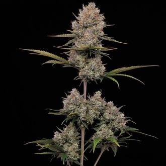 Hella Jelly Autoflower (Humboldt Seed Company) Feminiserade