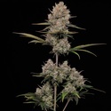 Hella Jelly Autoflower (Humboldt Seed Company) Feminiserade