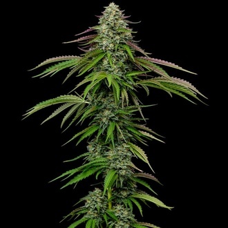 Garlic Budder Autoflower (Humboldt Seed Company) Feminiserade