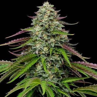 Garlic Budder Autoflower (Humboldt Seed Company) Feminiserade