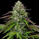 Garlic Budder Autoflower (Humboldt Seed Company) Feminiserade
