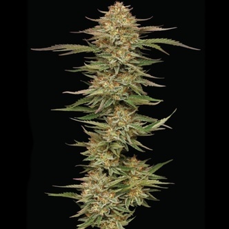 Orange Creampop (Humboldt Seed Company) feminiserade