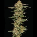 Orange Creampop (Humboldt Seed Company) Feminiserade