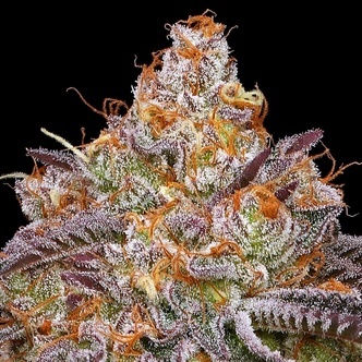 Granny Candy (Humboldt Seed Company) feminiserade