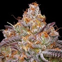 Granny Candy (Humboldt Seed Company) Feminiserad