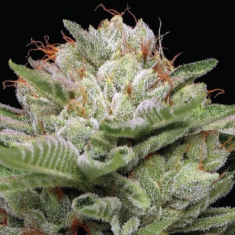 Durban Poison Autoflower (Humboldt Seed Company) feminiserade cannabisfr&ouml;n