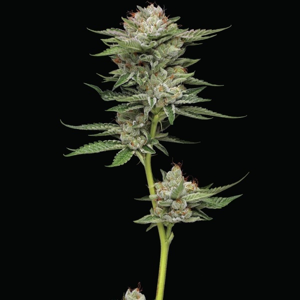 Durban Poison Auto (Humboldt Seed Company) Feminized