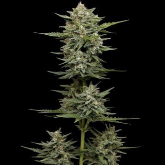 Vanilla Latte Autoflower (Humboldt Seed Company) feminiserad