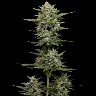 Vanilla Latte Autoflower (Humboldt Seed Company) Feminiserad