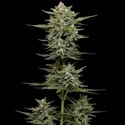 Vanilla Latte Autoflower (Humboldt Seed Company) Feminiserad