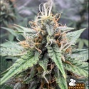 Drizl Pickl Autoflower (Seedstockers) Feminiserade