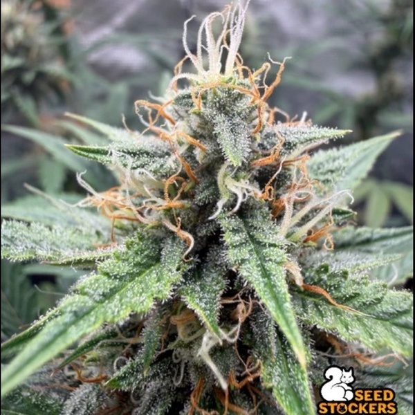 Drizl Pickl Autoflower (Seedstockers) Feminiserade