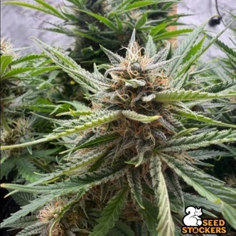Fishy Zoap Autoflower (Seedstockers) Feminiserade