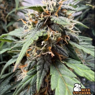 F.U.H (F*cked Up Hippy) Autoflower (Seedstockers) Feminiserade