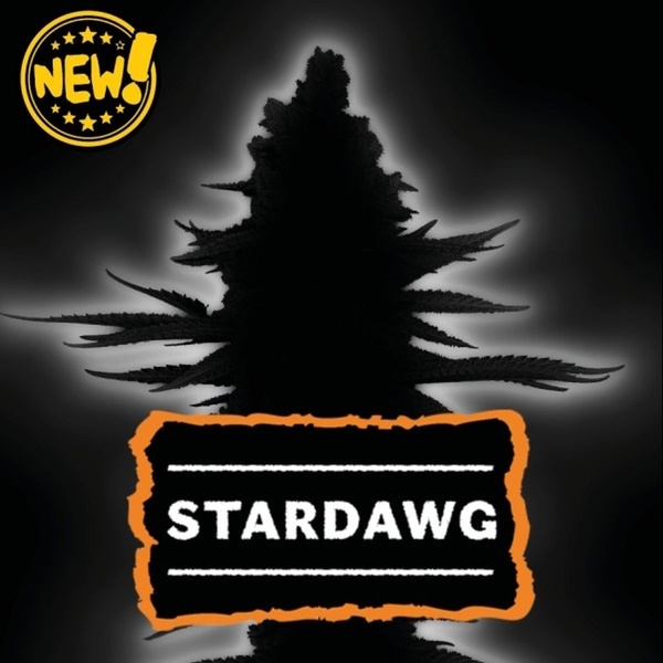 Stardawg Autoflower (Seedstockers) Feminiserade