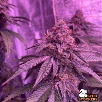 Barcelona Puff (Seedstockers) Feminiserade