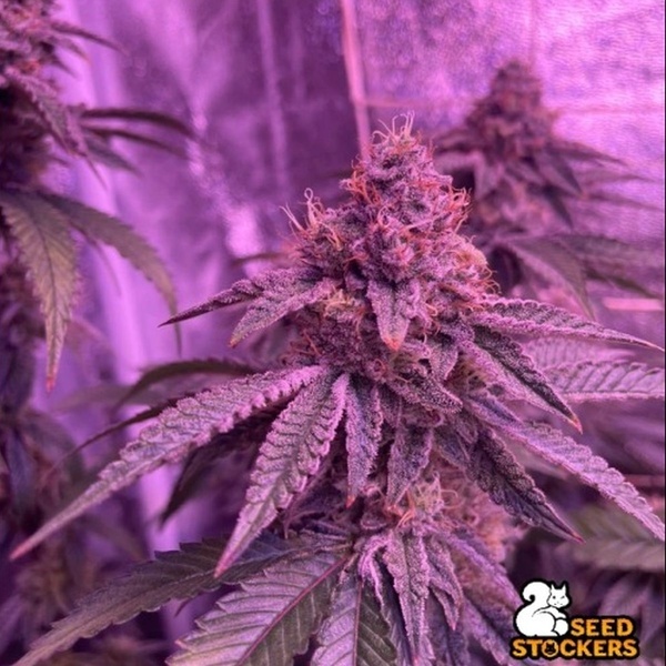 Barcelona Puff (Seedstockers) Feminiserade