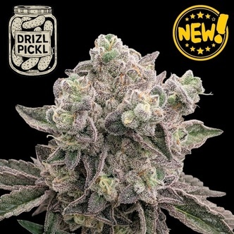 Drizl Pickl (Seedstockers) Feminiserade