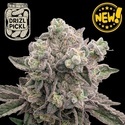 Drizl Pickl (Seedstockers) Feminiserade