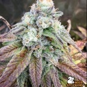 Fishy Zoap (Seedstockers) Feminiserade