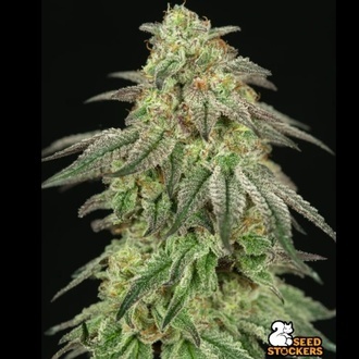 FUH F*cked Up Hippy (Seedstockers) Feminiserade