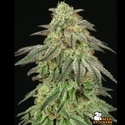 FUH F*cked Up Hippy (Seedstockers) Feminiserade