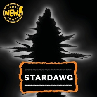 Stardawg (Seedstockers) Feminiserade cannabisfr&ouml;n