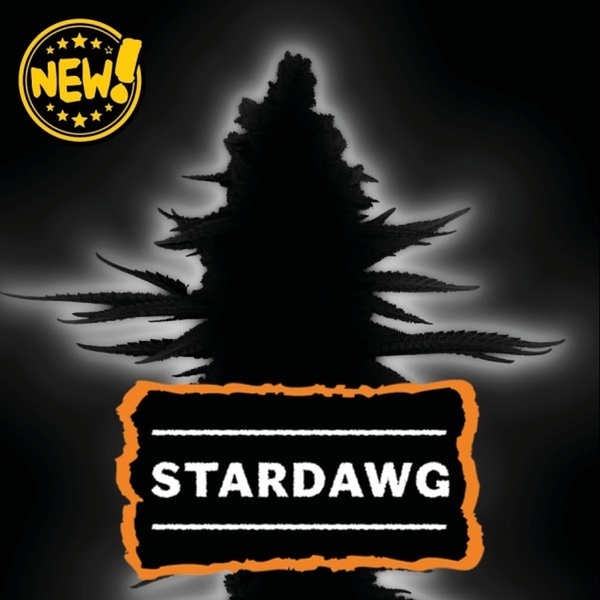 Stardawg (Seedstockers) Feminiserade