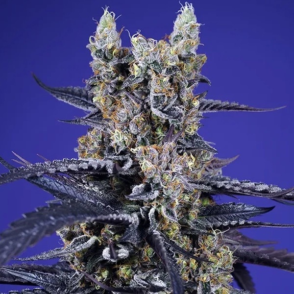 Super Boof XL Auto (Sweet Seeds) Feminiserade