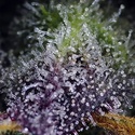 Super Boof XL Auto (Sweet Seeds) Feminiserade