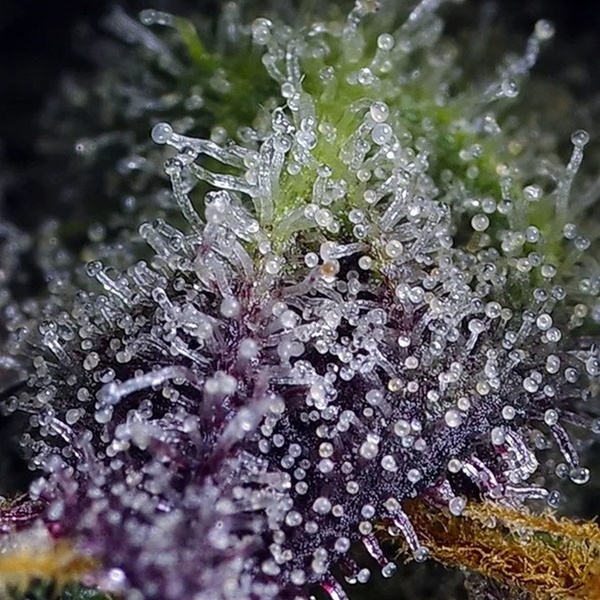 Super Boof XL Auto (Sweet Seeds) Feminiserade