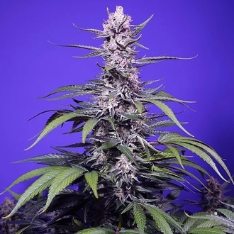 Permanent Marker XL Auto (Sweet Seeds) Feminiserade