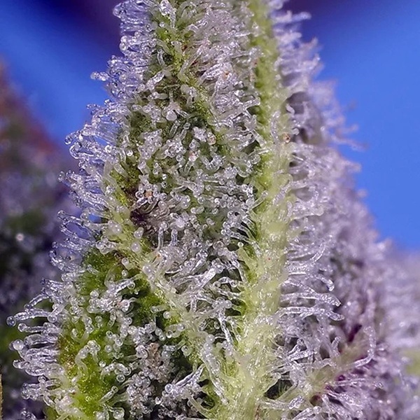 Permanent Marker XL Auto (Sweet Seeds) Feminiserade