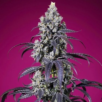 Tropicanna Cherry XL Auto (Sweet Seeds) Feminiserade cannabisfr&ouml;n