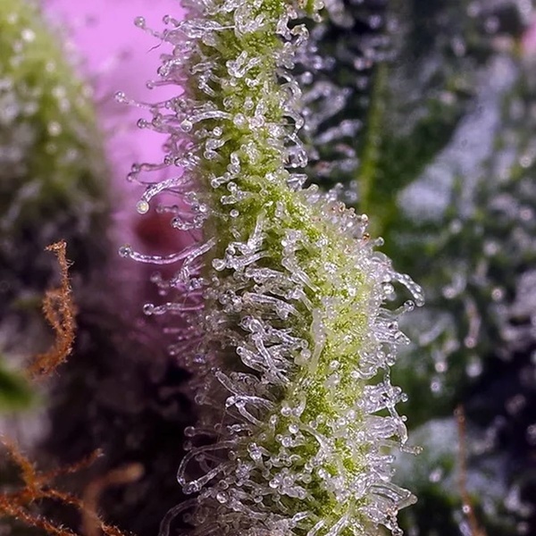 Gelonade (Sweet Seeds) Feminiserade