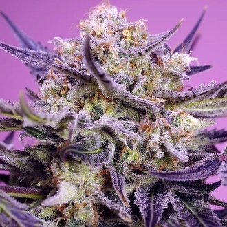 Pink Guava F1 Fast Version (Sweet Seeds) Feminiserade