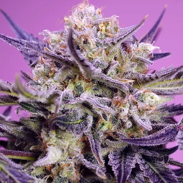 Pink Guava F1 Fast Version (Sweet Seeds) Feminiserade