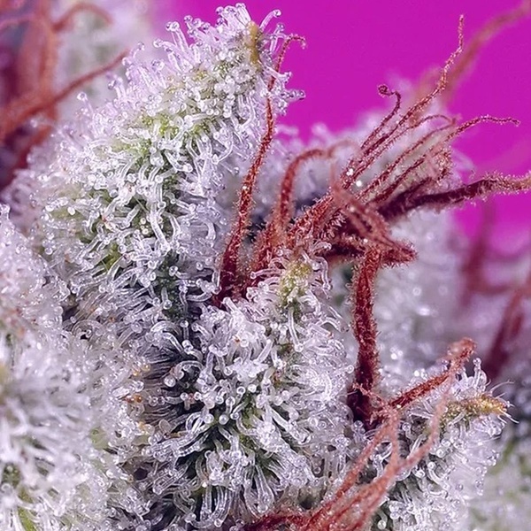 Pink Guava F1 Fast Version (Sweet Seeds) Feminiserade