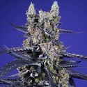 Delicious & Resinous Mix Auto (Sweet Seeds) Feminiserade