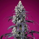 American Pie Mix (Sweet Seeds) Feminiserade