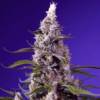 American Pie Mix (Sweet Seeds) Feminiserade