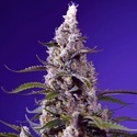 American Pie Mix (Sweet Seeds) Feminiserade