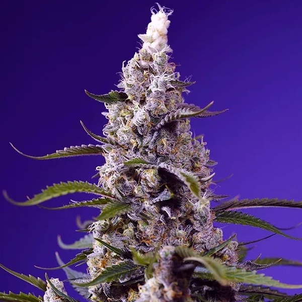American Pie Mix (Sweet Seeds) Feminiserade