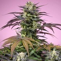 Terp Explosion Mix (Sweet Seeds) Feminiserade
